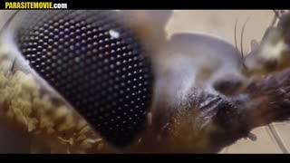 Purge - Mini Documentary: Part Two