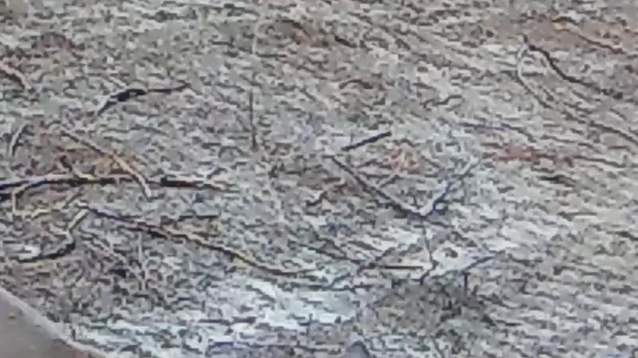 Antlers Growing In April!