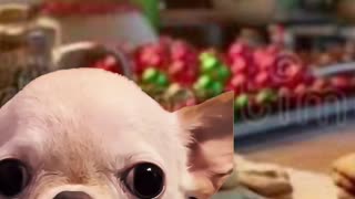 What are the best Christmas cookies?