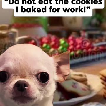 What are the best Christmas cookies?