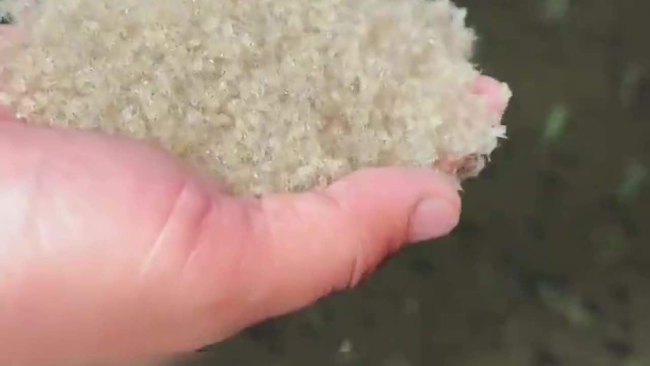 Crabs Help Rice Fields