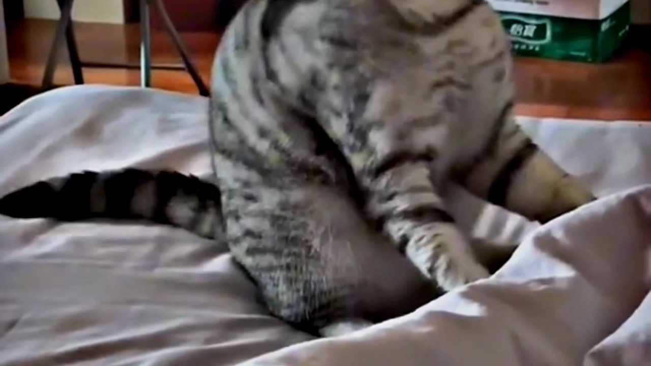 WWE Cats || Best cat fights || Pet Lovers