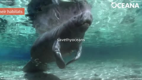 WHICH IS WHICH Manatee or Dugong Oceana