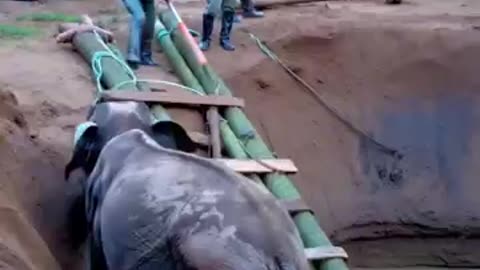 Heroic Rescue Of A Trapped 🐘 💚 A heartwarming True Story