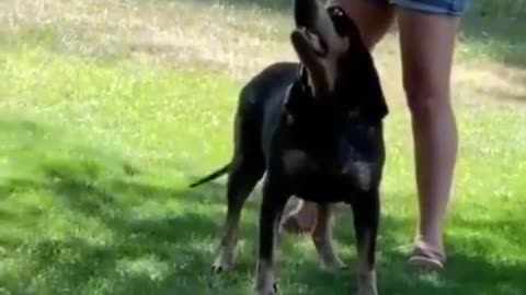 Funny Dogs and People Moments! 🐶😂 Momente Haioase cu Câini și Oameni! 🐶😂