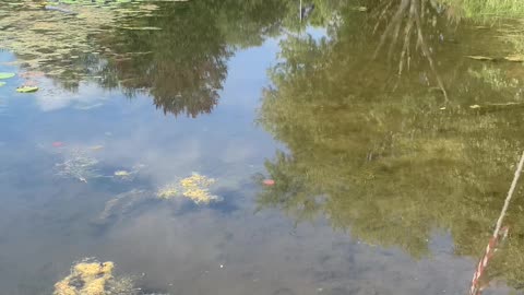 Live fish