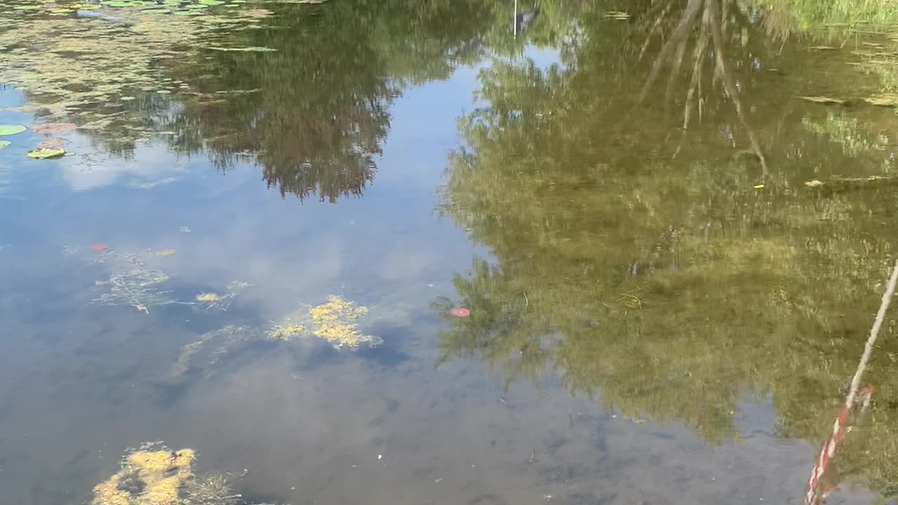 Live fish