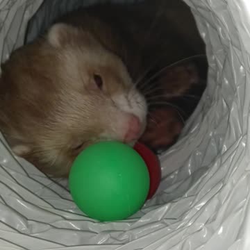 A ferret, a tunnel, and two ping pong balls