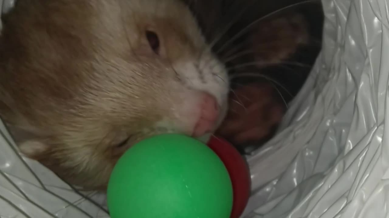 A ferret, a tunnel, and two ping pong balls