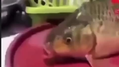 Fish Says Allah Breaking News Meme