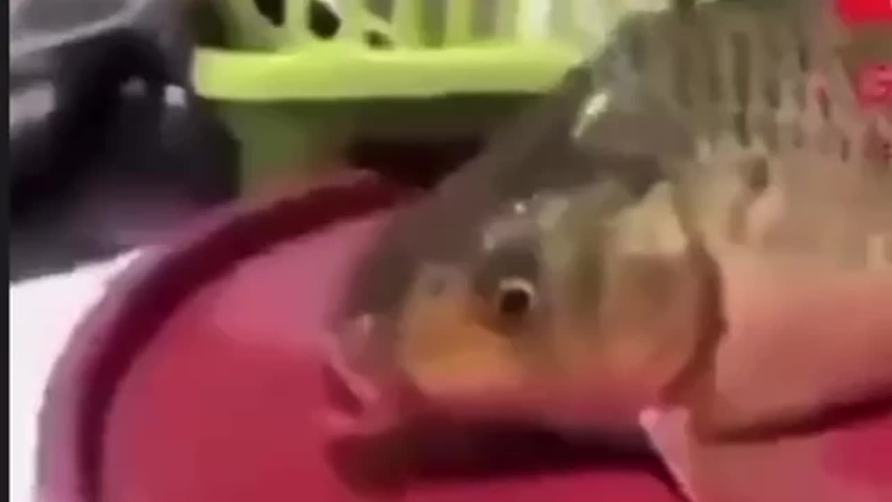 Fish Says Allah Breaking News Meme