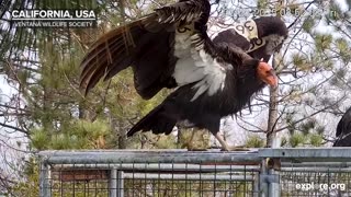 Every Camera on Explore.org in 14 Minutes!