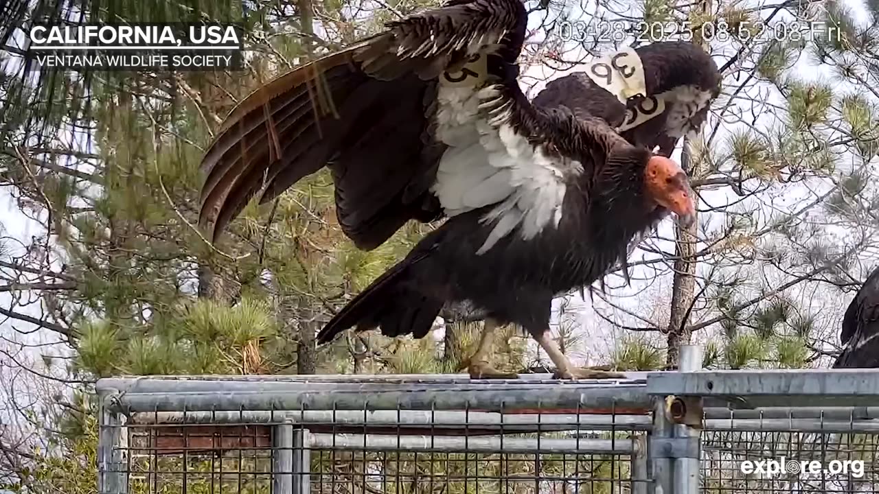 Every Camera on Explore.org in 14 Minutes!