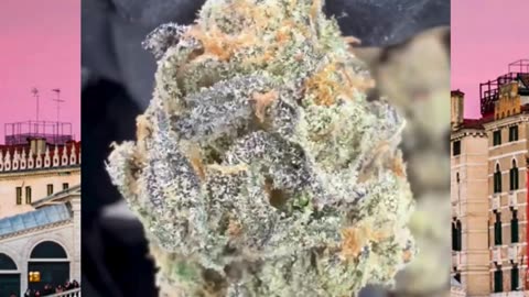 Bacio Gelato THCa Flower | Exotic Indoor | 32% Potency | Late Night Indica Hybrid | Bulk THCa #THCa