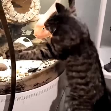 #GATOSGRACIOSOS #PERROSGRACIOSOS #VIDEOSDERISA #COMEDIA