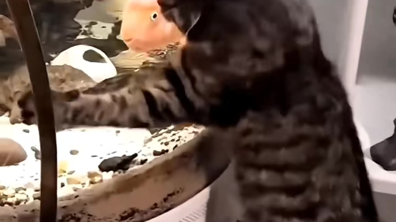 #GATOSGRACIOSOS #PERROSGRACIOSOS #VIDEOSDERISA #COMEDIA