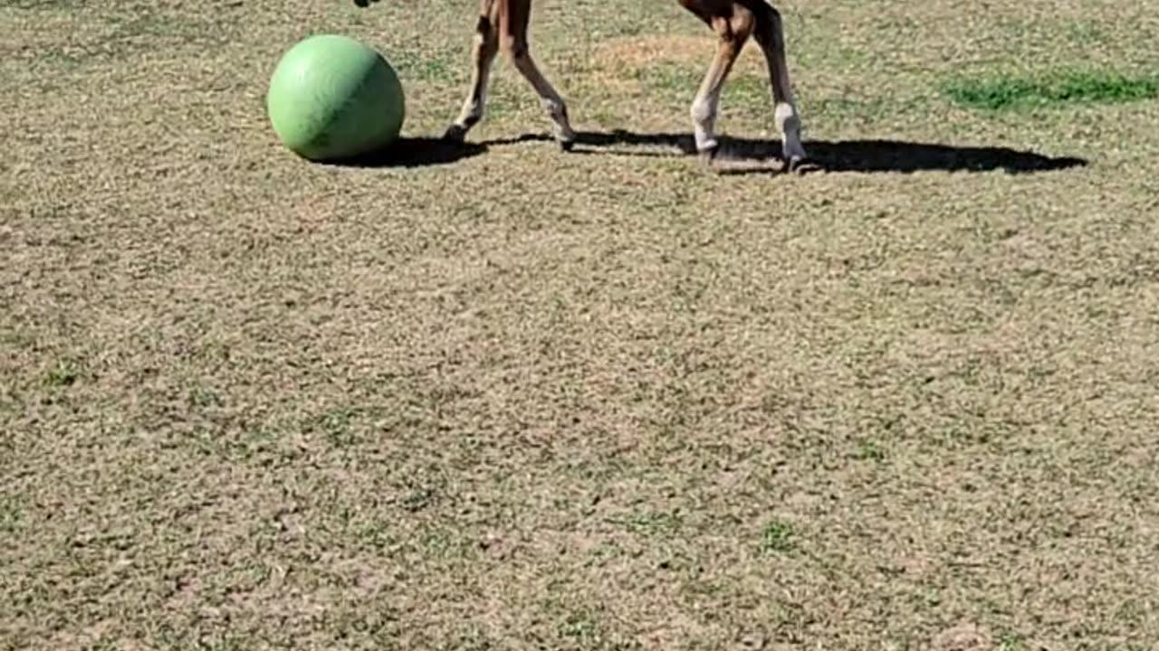Foal Plays With His New Ball