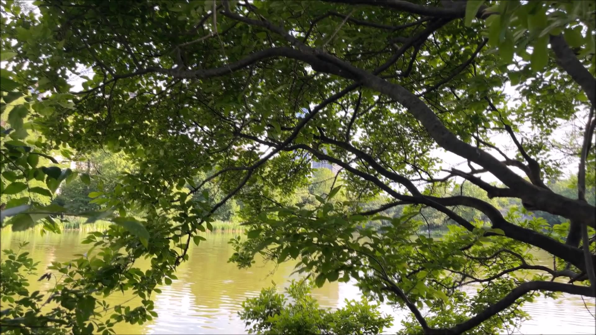 Big Cone Pine Coulter Pine Tree Sept 2025