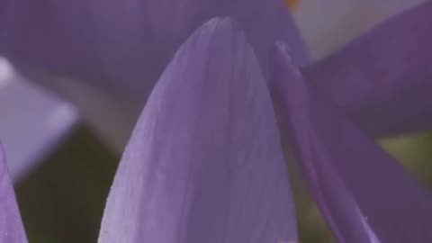 Saffron: The World’s Most Expensive Spice 🌸💸