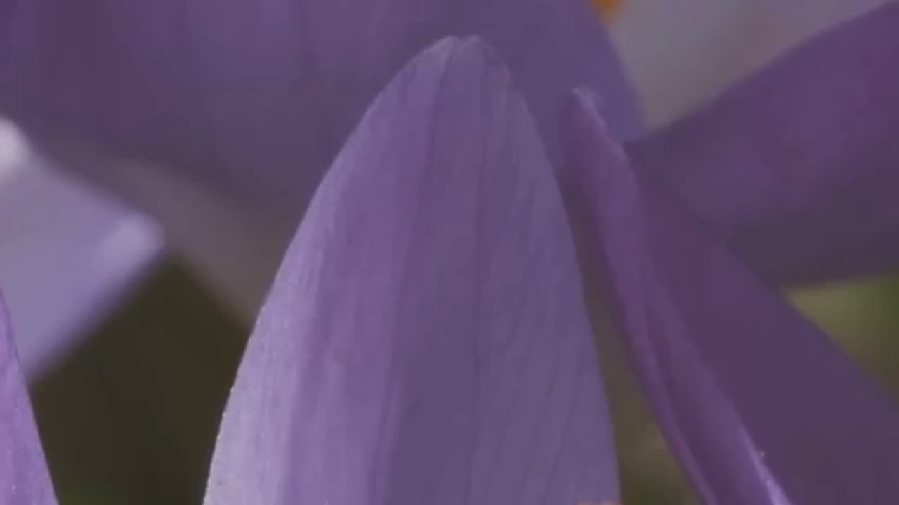 Saffron: The World’s Most Expensive Spice 🌸💸