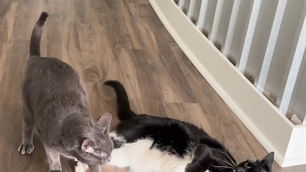 Funny Cats Videos Try Not To Laugh #4 #shorts