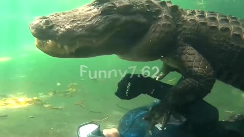 Man and Crocodile Best Friends!