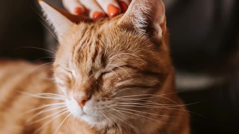 Cuidados básicos animais companhia
