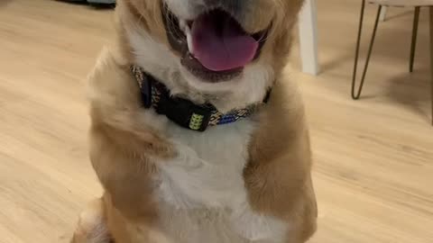 She Still Gives a Paw Every Time