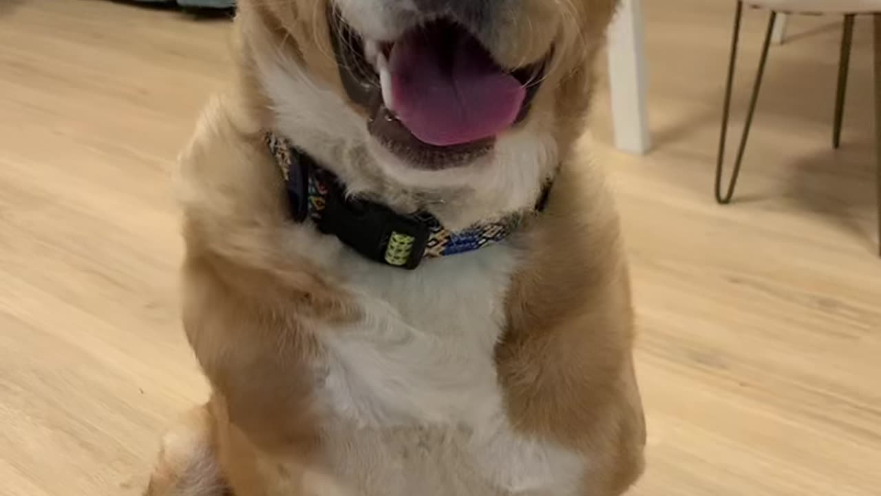 She Still Gives a Paw Every Time