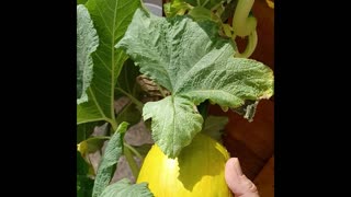 Sarge's Smoke Break #29: Garden Update 4 June 2025
