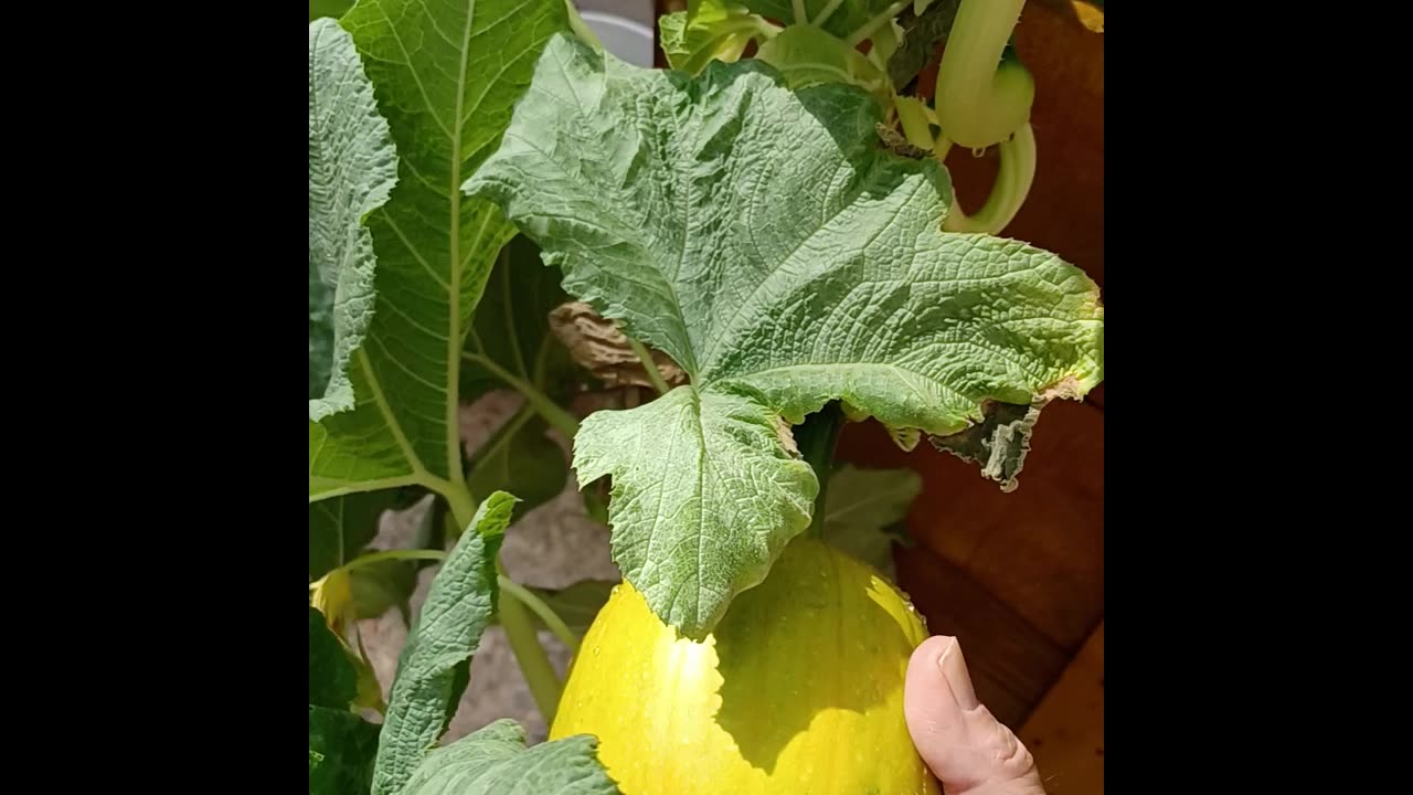 Sarge's Smoke Break #29: Garden Update 4 June 2025