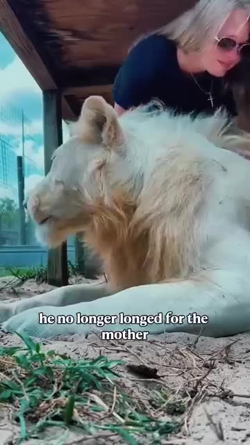 The World's Cutest Lion Cub Made This Woman Fall in Love ❤️ #shorts