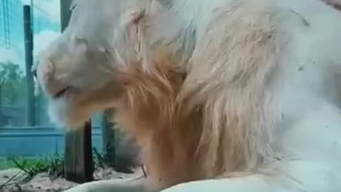 The World's Cutest Lion Cub Made This Woman Fall in Love ❤️ #shorts