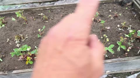ELECTROCULTURE? (Dead squirrel warning at the end)