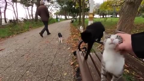 Cats Island