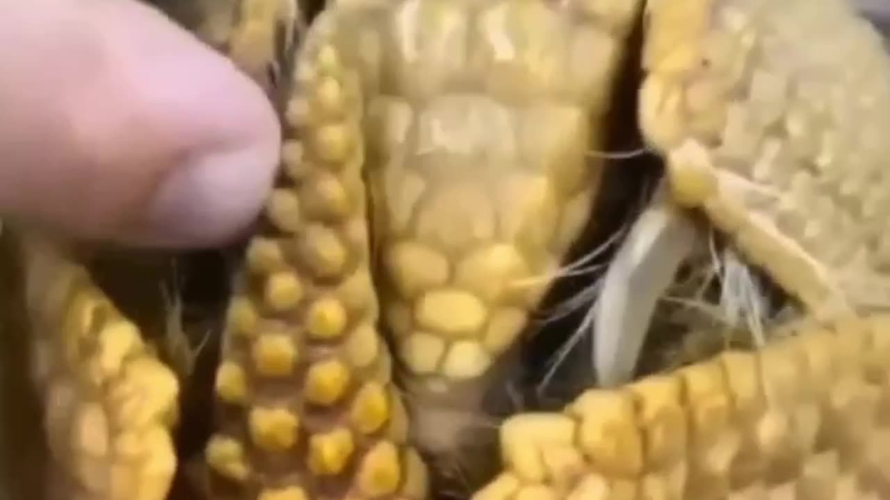 God's Geometric Code in Nature 🌀