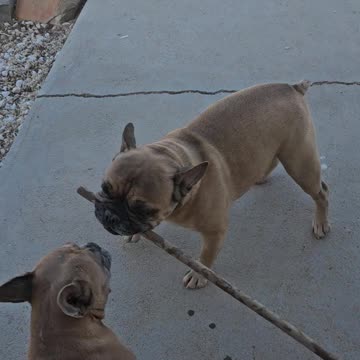 Try to get my stick!!!