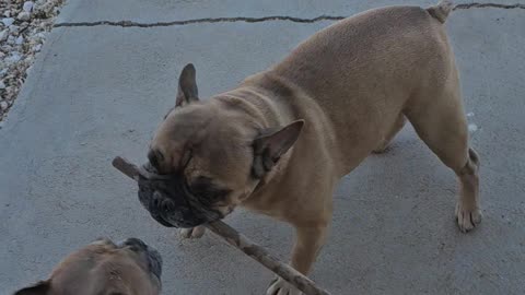 Try to get my stick!!!