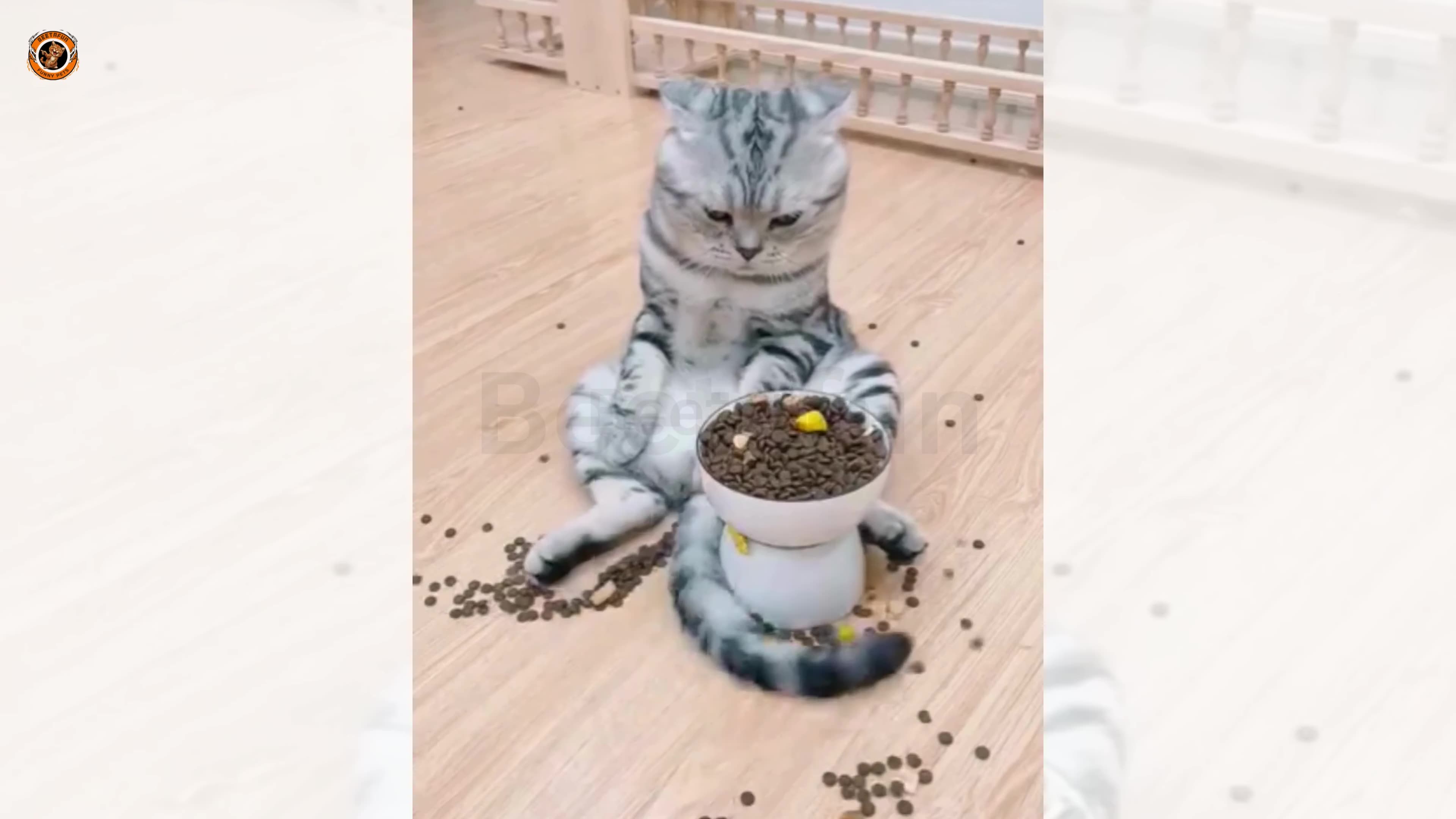 Funniest Cat Moments Caught in Camera | Funny Cat Videos 2025