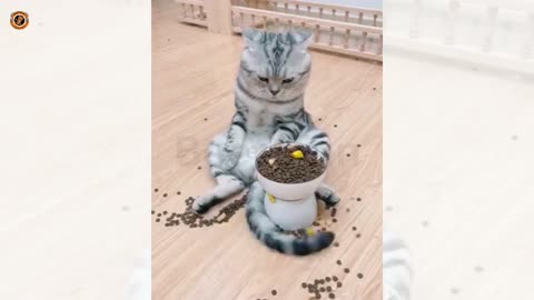 Funniest Cat Moments Caught in Camera | Funny Cat Videos 2025