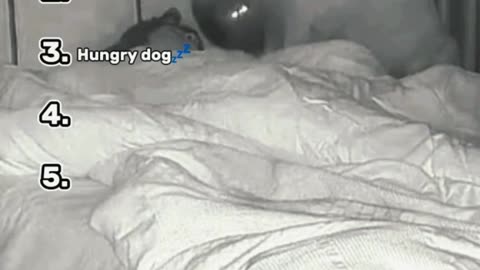 Top 5 dogs moment