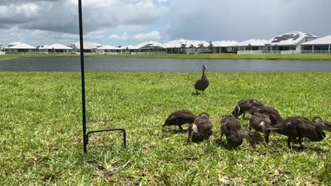 Ducklings: 6-18-2025