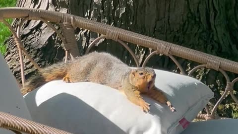 This Nap’s Not Gonna Take Itself