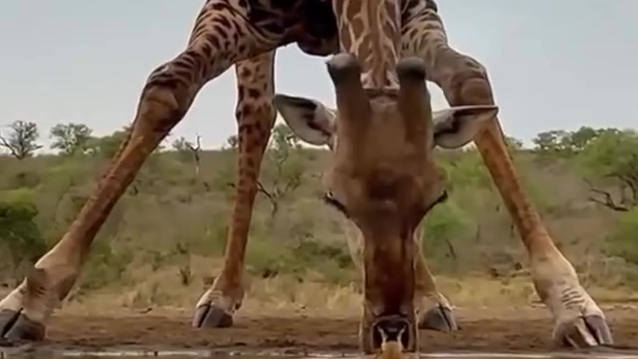 All giraffes all the time 😊