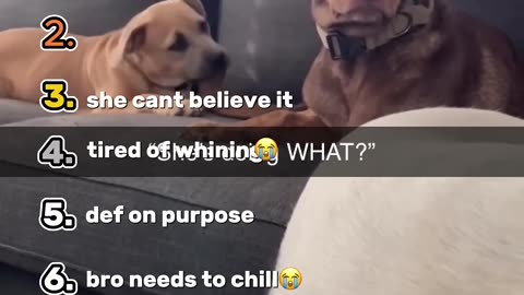 Top 5 Best Dog Moments