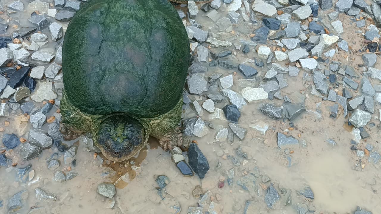 Snapping Turtle #3