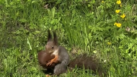 Red Squirrel Kitten Rescue After Crow's Assault