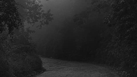 The Girl in the Foggy Forest