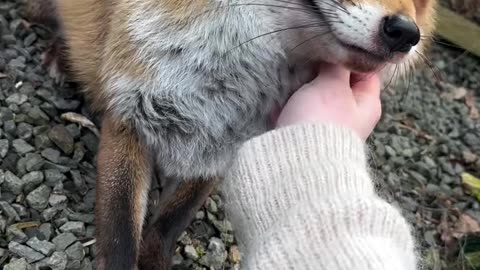 little fox