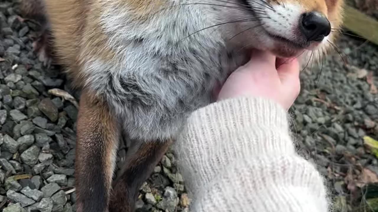little fox